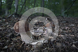 Boletus edulis - edible mushroom