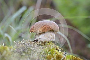 Boletus edulis is edible mushroom