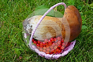 Boletus edulis, edible mushroom in forest.