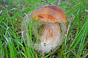 Boletus edulis, edible mushroom in forest.