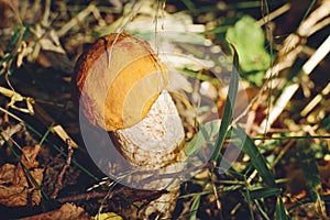 Boletus edulis is edible mushroom. Pporcini on moss in forest. Healthy and delicates food. Picking mushrooms in the autumn forest