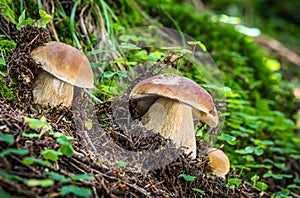 Boletus edulis