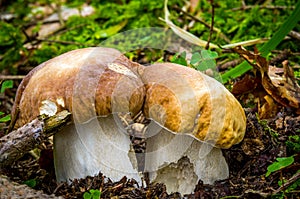 Boletus edulis