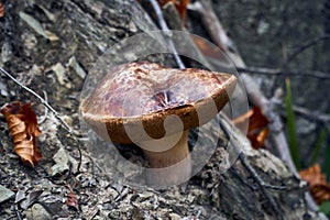 Boletus edulis (English: penny bun, cep, porcino or porcini) mshroom in a beautiful mysterious view of the forest in the