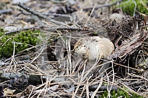 Boletus edulis in the foliage and dust in the forest in naturally