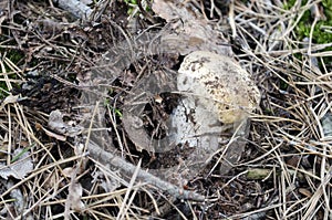 Boletus edulis in the foliage and dust in the forest in naturally