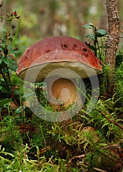 Boletus edulis in forest