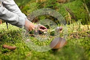 Boletus edulis in the forest, mushrooming and finding the mushrooms photo