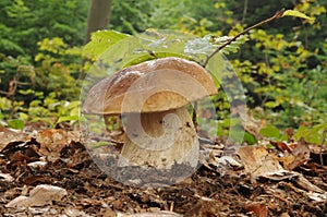 Boletus edulis fungus