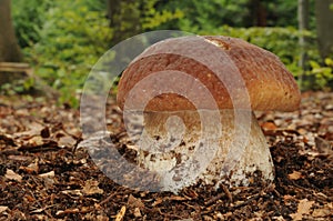 Boletus edulis fungus