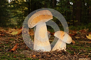 Boletus edulis fungus