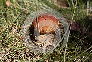 Boletus edulis with grass. Penny bun, ceps, porcini. Edible delicious mushroom in the forest