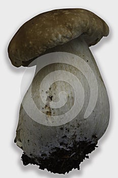 Boletus edulis isolated on a white background cutout