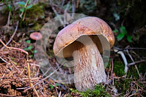 Boletus edulis king bolete growing in the forest closeup