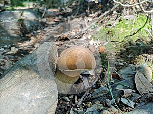 Boletus edulis, Montseny, Spain
