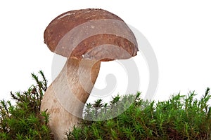 Boletus Edulis with moss