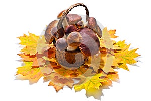 Boletus edulis on moss and autumn leaves