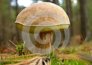 Boletus edulis mushroom