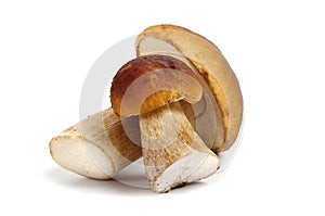 The boletus edulis mushroom