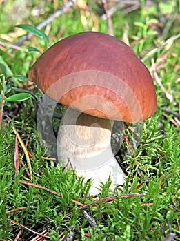 Boletus edulis mushroom on a green moss photo