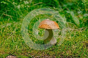 Boletus edulis mushroom grows from moss