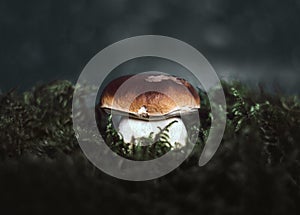 Boletus edulis mushroom in the moss on a dark background. Beautiful mushroom background. Penny bun, ceps, porcini in the forest