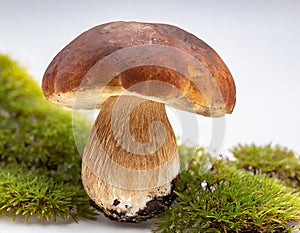 Boletus edulis mushroom on a mossy stump in the forest. Image created by artificial intelligence