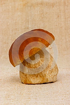 Boletus edulis mushroom on table cloth