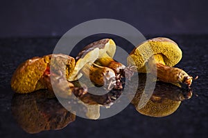 Boletus edulis mushrooms 15356