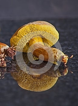 Boletus edulis mushrooms 15357