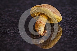 Boletus edulis mushrooms 15361