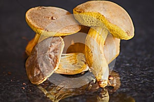 Boletus edulis mushrooms 15362