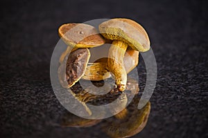 Boletus edulis mushrooms 15364