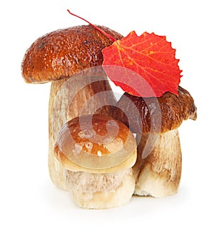 Boletus Edulis mushrooms