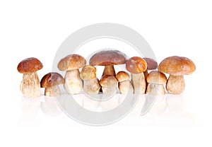 Boletus Edulis mushrooms