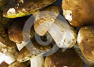 Boletus Edulis mushrooms background