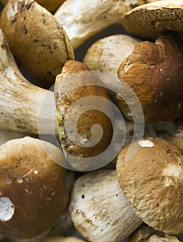 Boletus Edulis mushrooms background