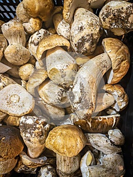 Boletus Edulis mushrooms in a box of a market