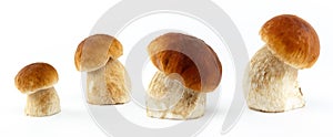 Boletus edulis mushrooms - isolated