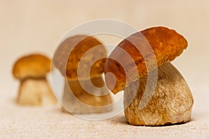 Boletus edulis mushrooms on table cloth