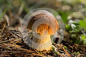 Boletus edulis. Penny bun, cep, porcino or porcini is a basidiomycete wild fungus. Brown mushroom, natural environment background.