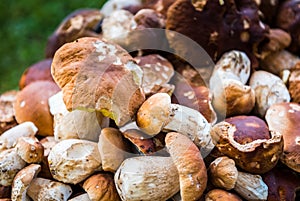 Boletus Edulis, penny bun or porcino is wild edible mushroom.