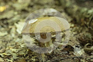 Boletus Edulis with Some Kind of Disease Manifested as Hanging Droplets