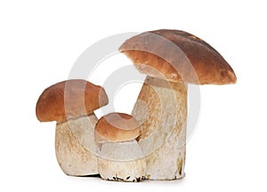 Boletus edulis on white