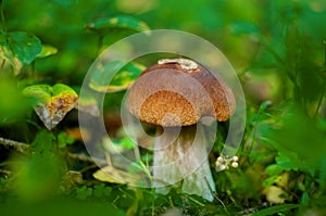 Boletus edulis white mushroom