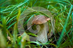 Boletus edulis white mushroom