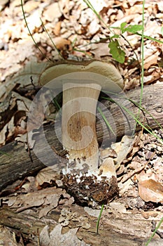 Boletus edulis in the wood, wild nature, edible mushroom