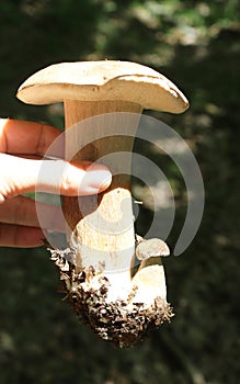 Boletus edulis in the wood, wild nature, edible mushroom