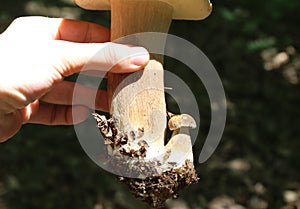 Boletus edulis in the wood, wild nature, edible mushroom