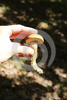 Boletus edulis in the wood, wild nature, edible mushroom